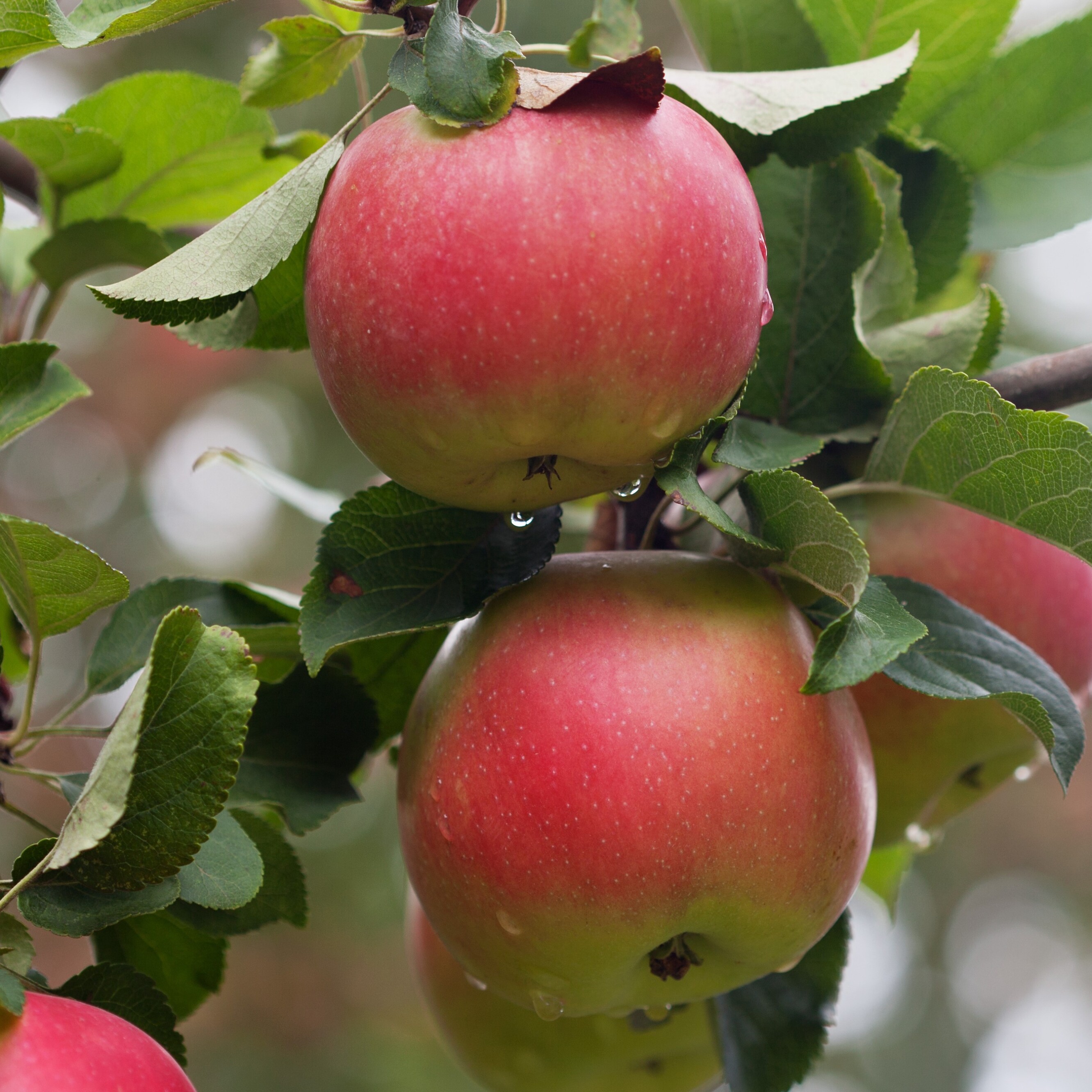 Яблоня домашняя Уэлси